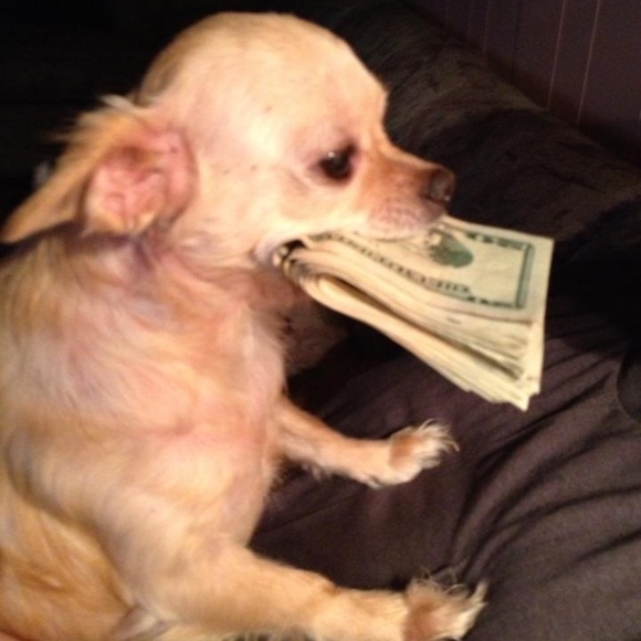 🐾Meet your Posher, Jacqueline🌞 - Picture 10 of 16